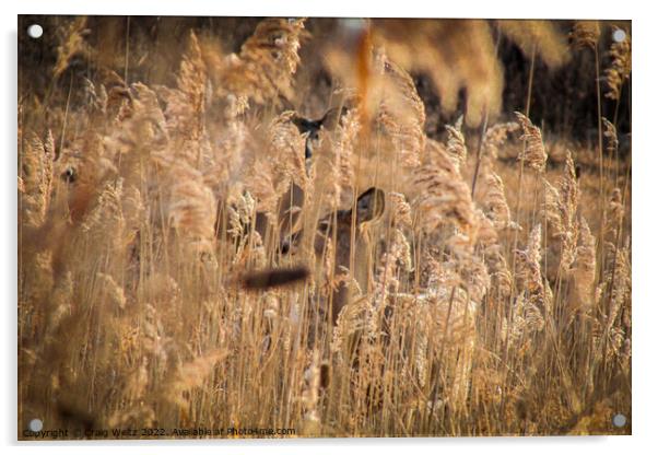 Deer Hiding in the tall grass Acrylic by Craig Weltz