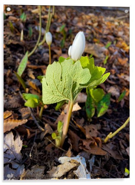 Ontario Trillium Acrylic by Craig Weltz