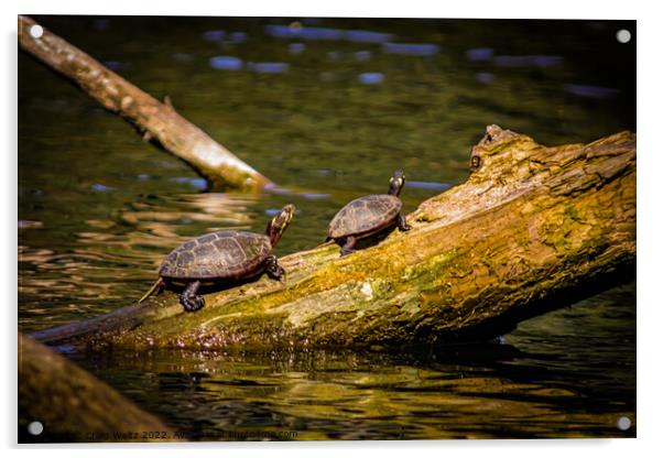 2 Turtles on a log Acrylic by Craig Weltz
