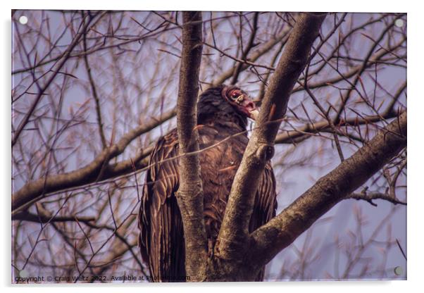 Turkey Vulture  Acrylic by Craig Weltz