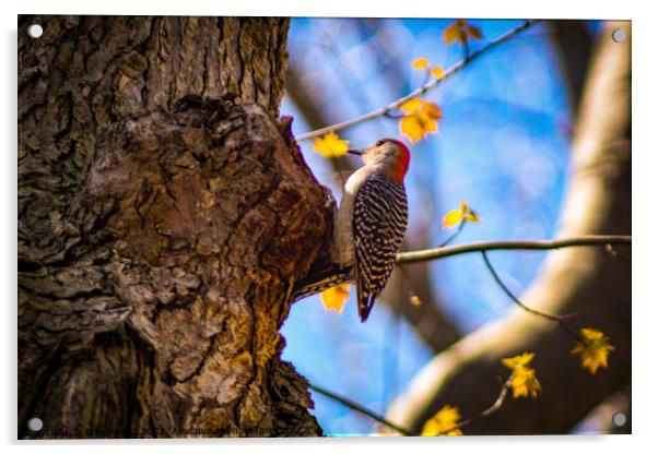 Woodpecker Acrylic by Craig Weltz