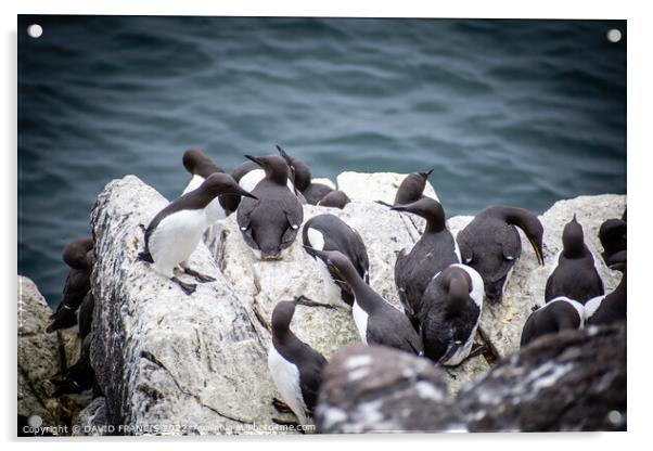 The Majestic Guillemots of Isle of May Acrylic by DAVID FRANCIS