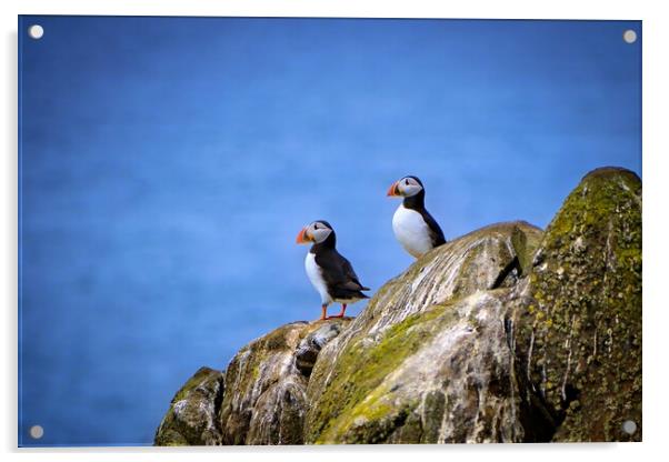 Two Puffins standing proudly on the cliffs Acrylic by DAVID FRANCIS