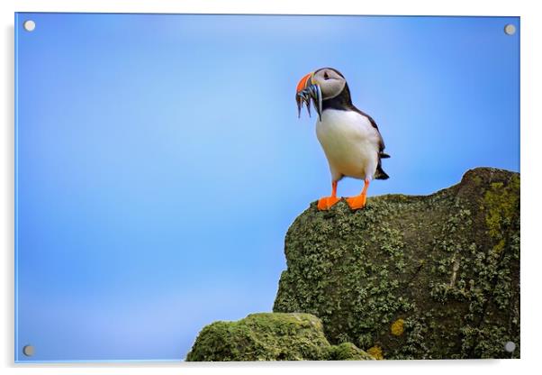 A Puffin Standing proudly with a catch of Sand Eels Acrylic by DAVID FRANCIS