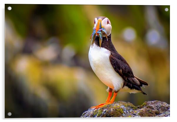 Amazing Puffin with a colourful catch of Sand Eels Acrylic by DAVID FRANCIS