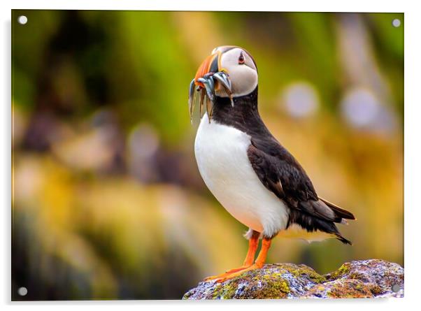 Amazing Puffin with a colourful catch of Sand Eels Acrylic by DAVID FRANCIS