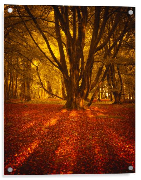 Autumn Sunrise at Ethie Woods in Arbroath Scotland Acrylic by DAVID FRANCIS