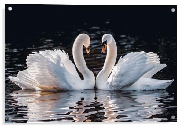 Mute Swans Courtship Love Acrylic by DAVID FRANCIS