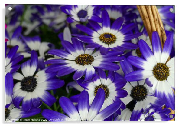 Basket of Flowers Acrylic by Joani Maliska