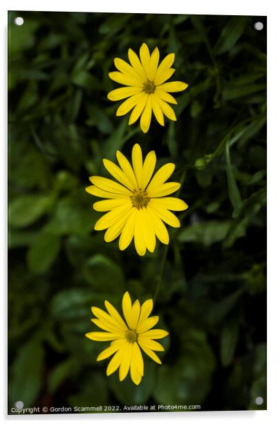 Yellow Osteospermum   Acrylic by Gordon Scammell