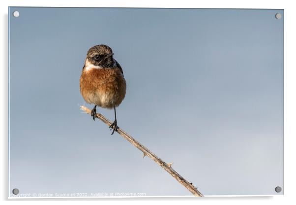 A Stonechat perched on a twig.  Acrylic by Gordon Scammell