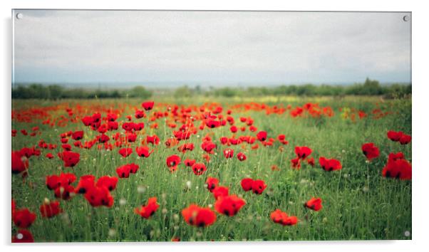 Poppy Fields Acrylic by Elizabeth Hudson