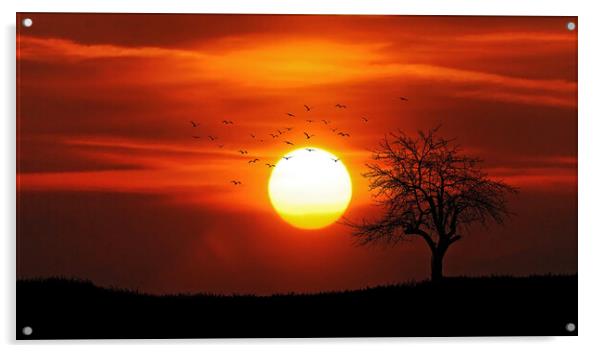 Flock of birds during Sunset Acrylic by Elizabeth Hudson