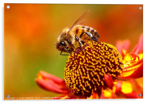 Honey Bee Pollinating Acrylic by Drew Gardner