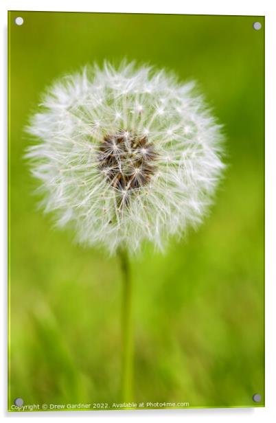 Dandelion Seed Acrylic by Drew Gardner