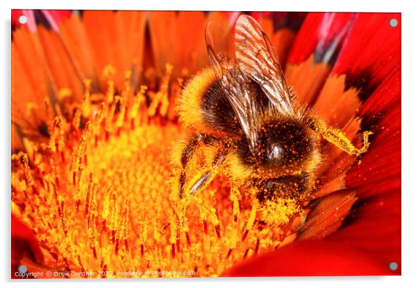 Pollinating Bee Acrylic by Drew Gardner
