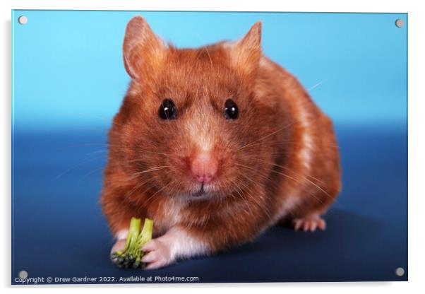 Syrian Hamster Acrylic by Drew Gardner