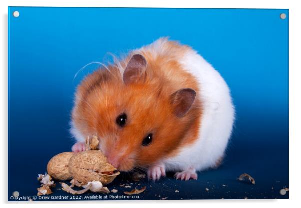 Syrian Hamster Acrylic by Drew Gardner