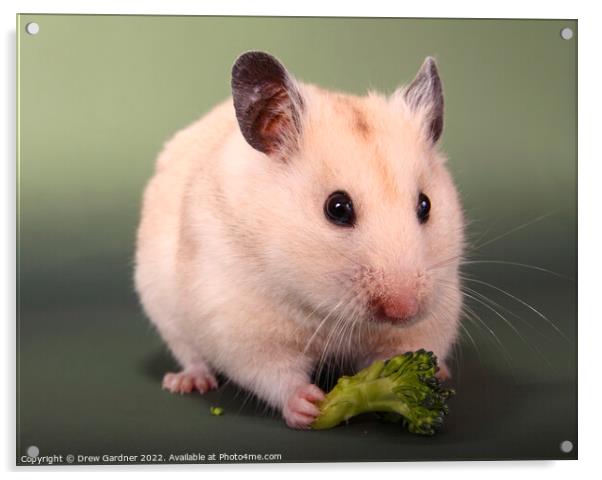 Syrian Hamster  Acrylic by Drew Gardner