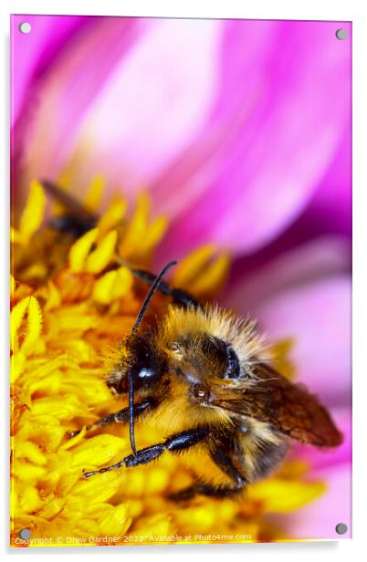 Bee Pollinating Acrylic by Drew Gardner