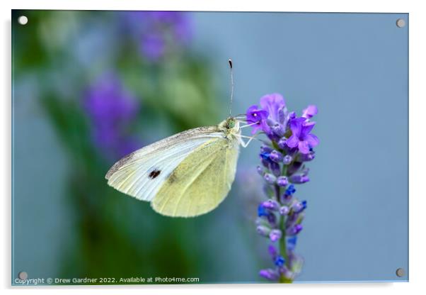 Cabbage White Butterfly Acrylic by Drew Gardner