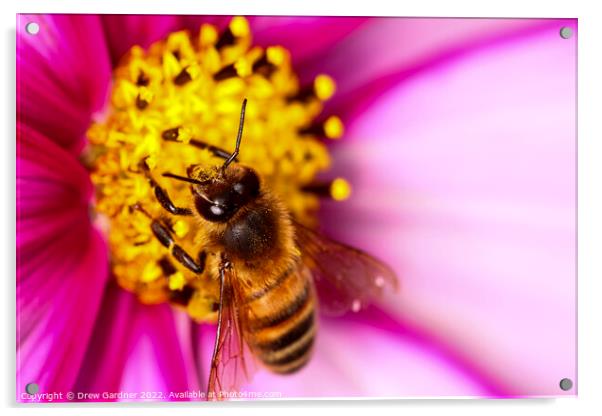 Bee Pollinating Cosmos Flower Acrylic by Drew Gardner