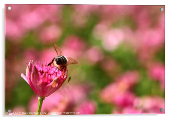 Bee Pollinating Acrylic by Drew Gardner