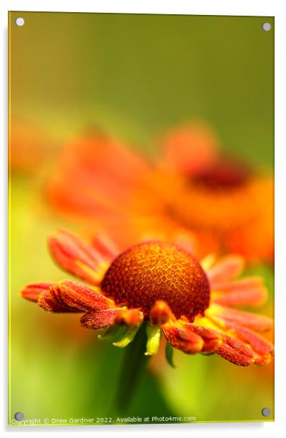 Rudbeckia Flowers  Acrylic by Drew Gardner