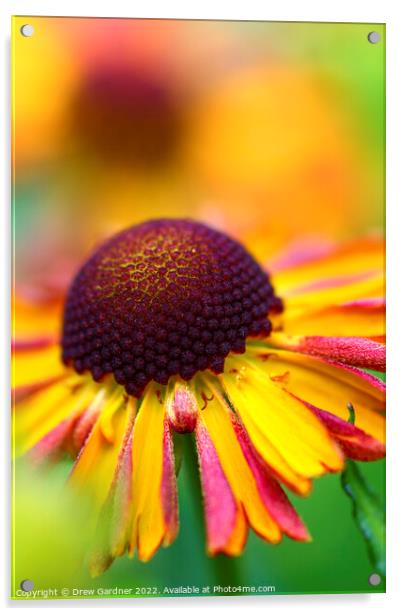 Rudbeckia Flower  Acrylic by Drew Gardner