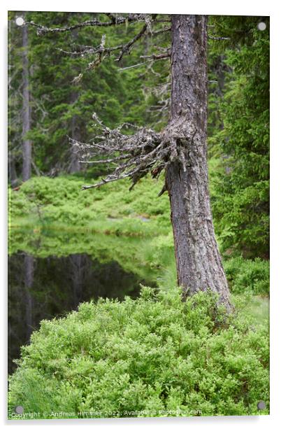 Spruce trunk in the Rauris Virgin Forest Acrylic by Andreas Himmler