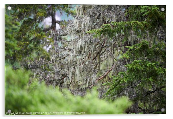 Beard lichen on an alpine spruce Acrylic by Andreas Himmler