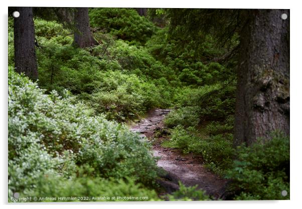Narrow path through the Rauris Virgin Forest Acrylic by Andreas Himmler