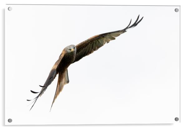 Red Kite in Flight Acrylic by Will Ireland Photography