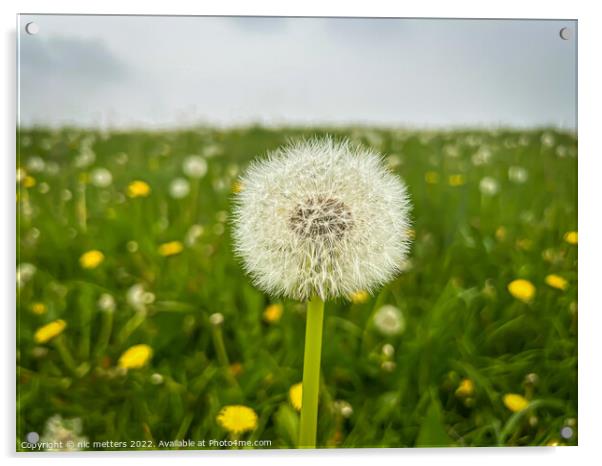 The Seeds of a Dandelion  Acrylic by nic 744