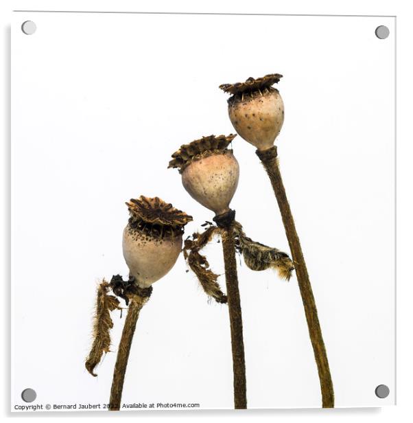 Dry poppy heads Acrylic by Bernard Jaubert