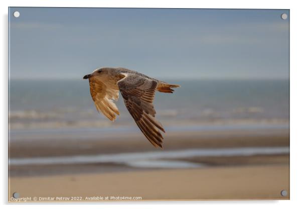 A bird flying over a beach Acrylic by Dimitar Petrov