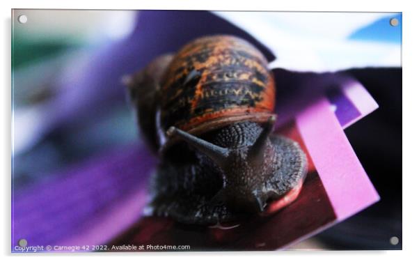 Spiralling Beauty: Garden Snail Unveiled Acrylic by Carnegie 42