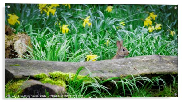 Spring Easter Bunny Rabbit Acrylic by Craig Yates
