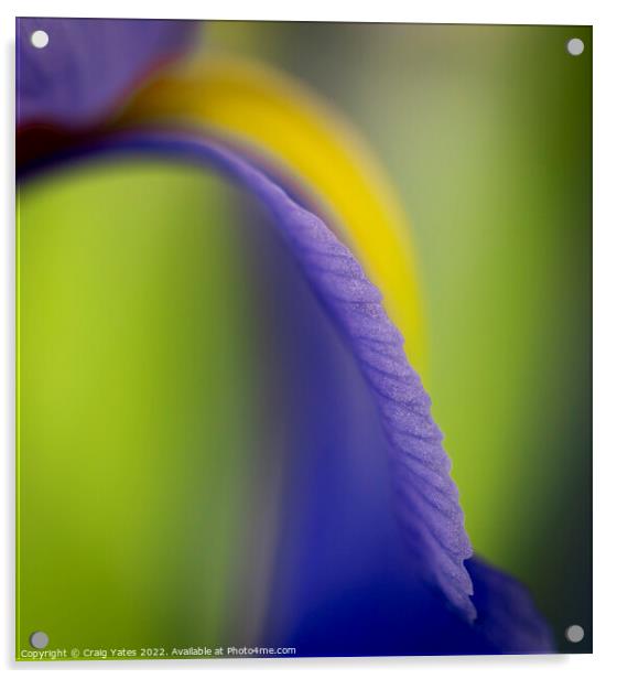 British Iris Flower Macro Abstract Acrylic by Craig Yates