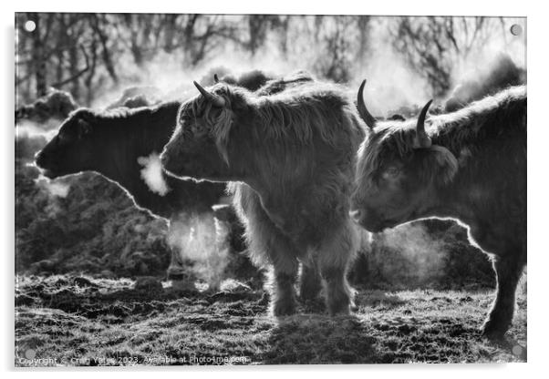 Highland Cows on a Winter Morning. Acrylic by Craig Yates