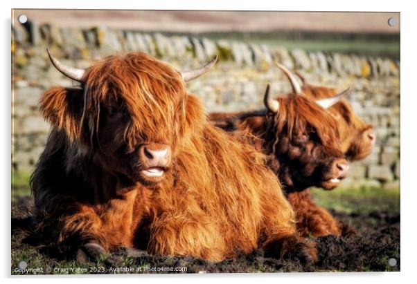 Highland Cows laying down. Acrylic by Craig Yates