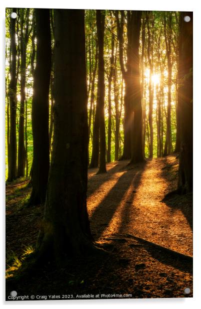 Woodland Sunrise at Linacre Reservoirs Peak District. Acrylic by Craig Yates