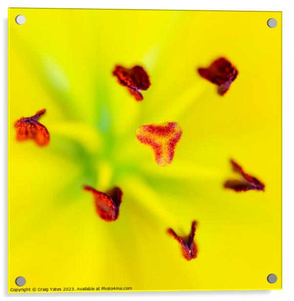 Yellow Lilly Macro.  Acrylic by Craig Yates