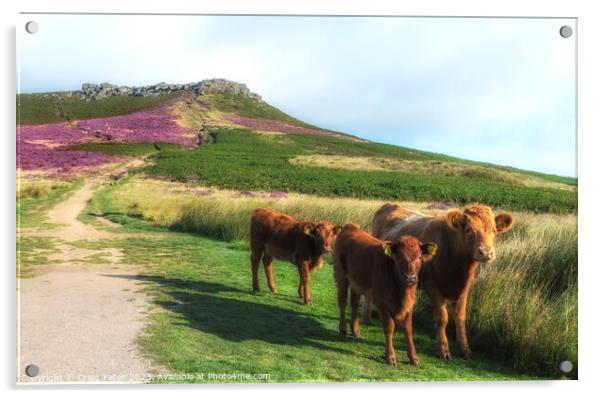 Peak District Cows Higgar Tor Acrylic by Craig Yates
