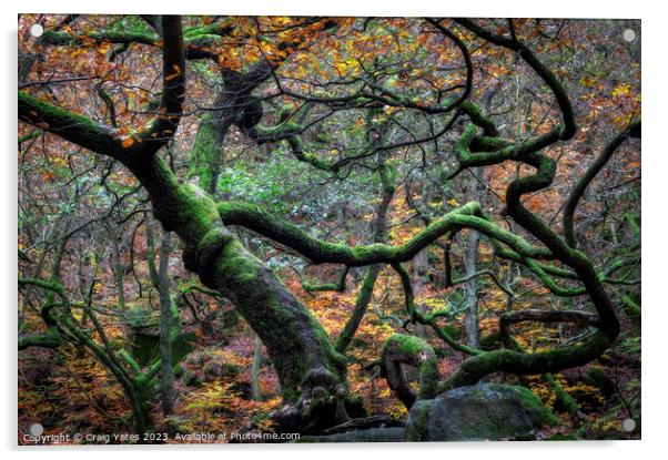 Padley Gorge Autumn Gnarly Trees. Acrylic by Craig Yates