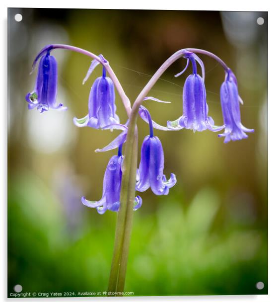 Bluebelles Macro Shot Acrylic by Craig Yates