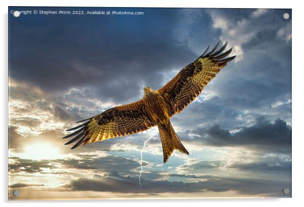 Red Kite in Flight with Lightening  Acrylic by Stephen Pimm