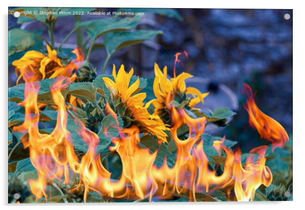 Sunflowers on fire Acrylic by Stephen Pimm