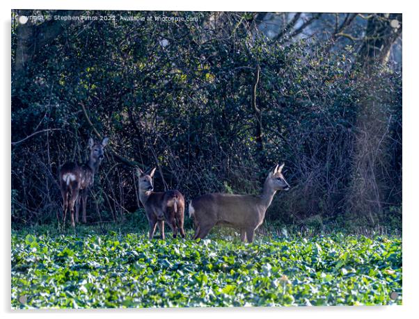 Three Wild Deer in a Field Acrylic by Stephen Pimm