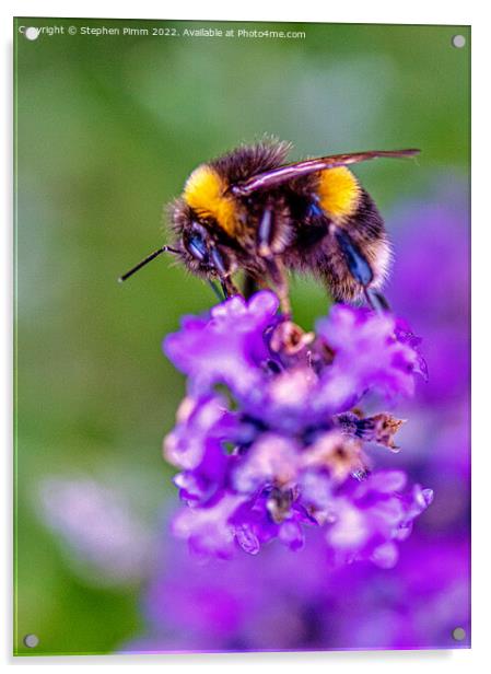 Bee on Lavender Acrylic by Stephen Pimm